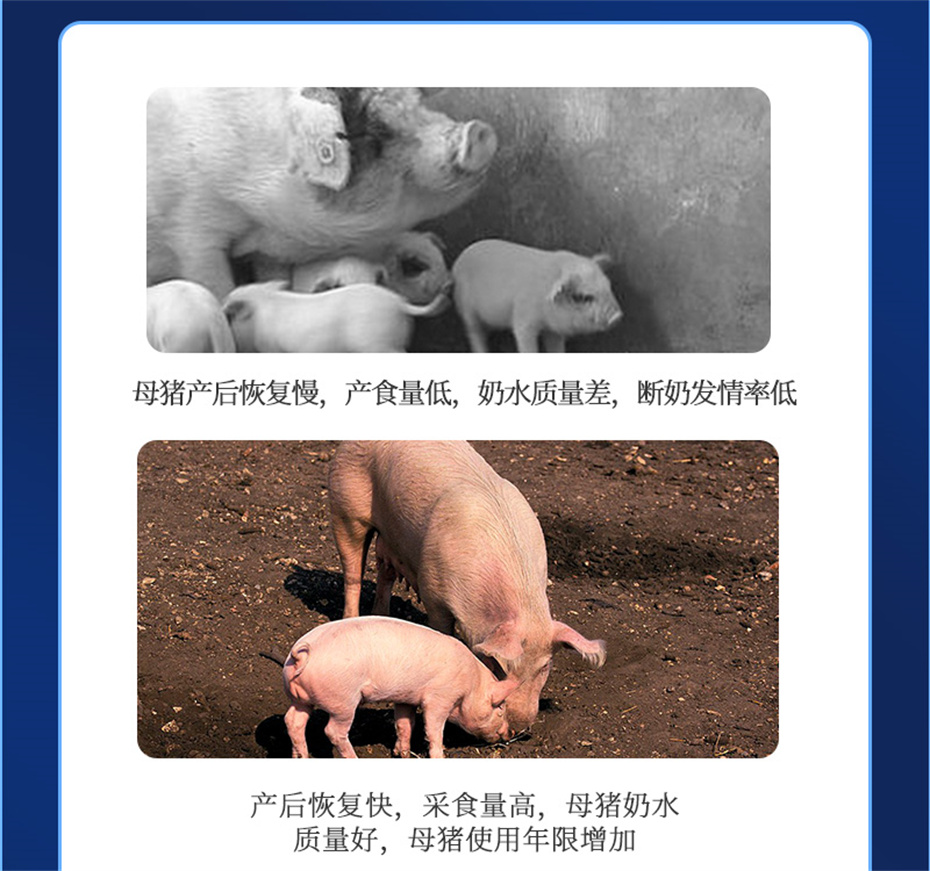 吉隆达动保猪饲料添加剂健立血产品介绍